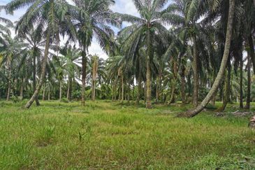 Pekan Simpang 3,Ijok, 