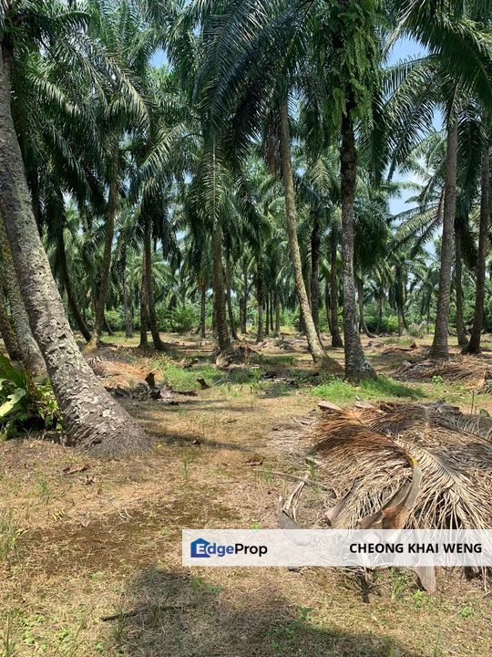 Pekan Simpang 3,Ijok, , Selangor, Kuala Selangor