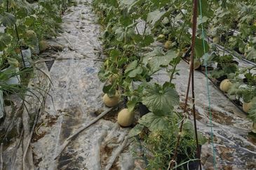 Pekan Simpang 3,Ijok, 