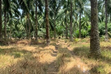 Pekan Simpang 3,Ijok, 