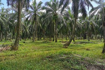 Pekan Simpang 3,Ijok, 