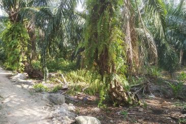 Jalan Anggerik, Telok Panglima Garang