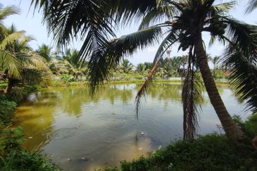 5.587 acres agri land for sale in Rasa Utama.