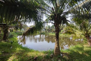 5.587 acres agri land for sale in Rasa Utama.