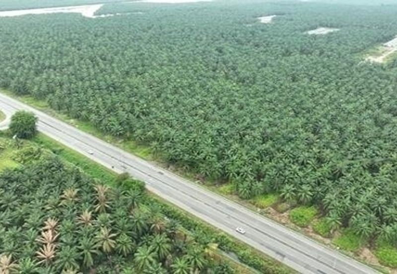 (Bumi Lot - For Bumiputera Buyer only) Bukit Changgang, Tanjong Dua Belas, Banting, Selangor