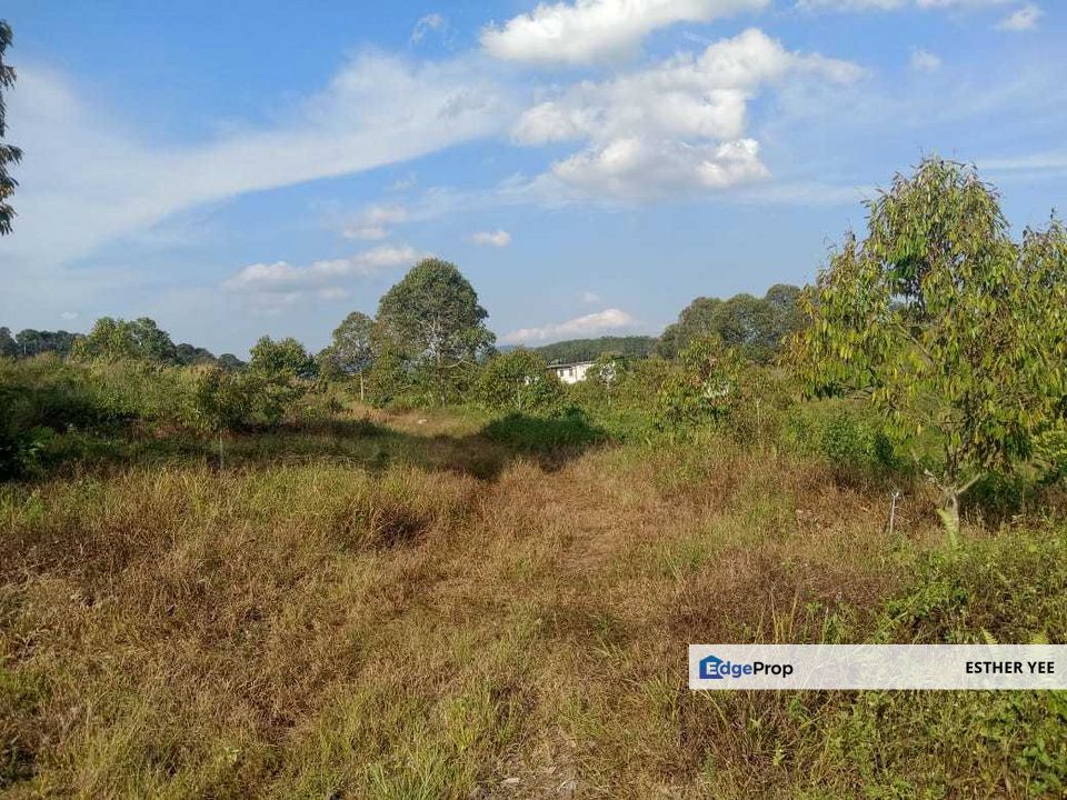 Agricultural Land - 6.74 Arces - Durian Musang King Orchard @ Jelebu, Negeri Sembilan, Negeri Sembilan, Jelebu