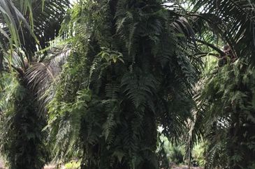 Jeram Agri land(zone INDS) fir sale 