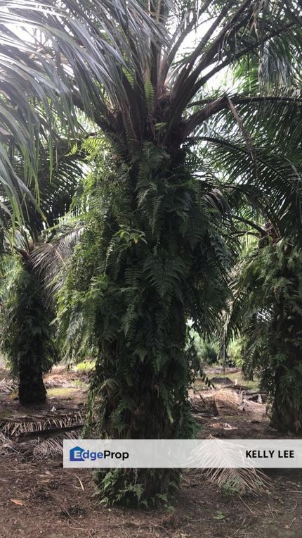 Jeram Agri land(zone INDS) fir sale , Selangor, Kuala Selangor