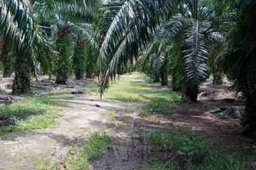 Jeram Agri land(zone INDS) fir sale 