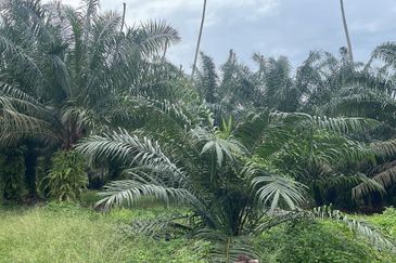 Jeram Agricultural land for sale 