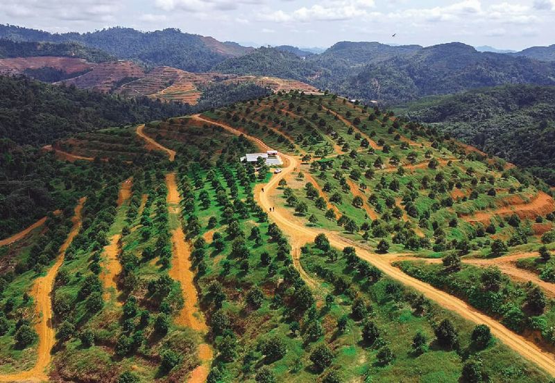 Old Tree Durian Farm Simpang Pertang Main Road Seremban 
