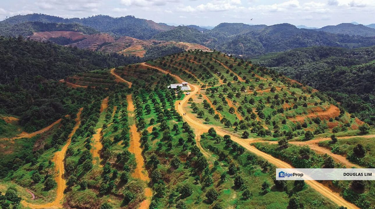 Old Tree Durian Farm Simpang Pertang Main Road Seremban , Negeri Sembilan, Simpang Pertang