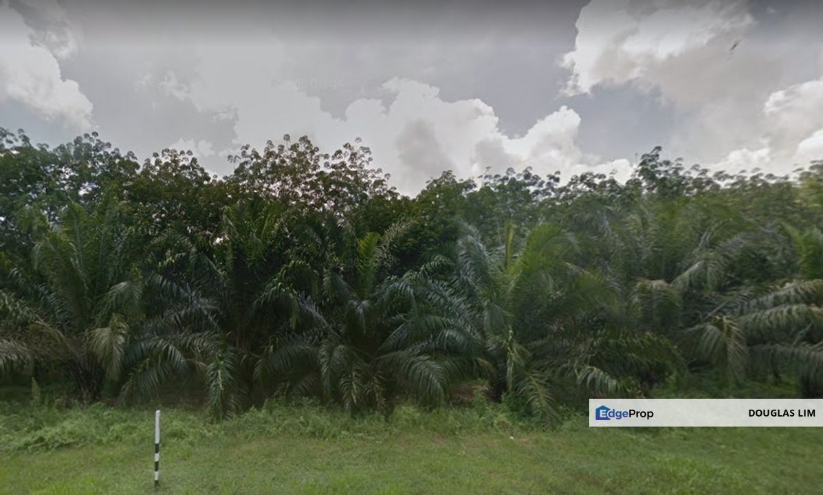 Old Tree Durian Farm Simpang Pertang Main Road Seremban , Negeri Sembilan, Simpang Pertang