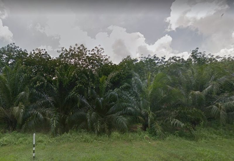 Old Tree Durian Farm Simpang Pertang Main Road Seremban 
