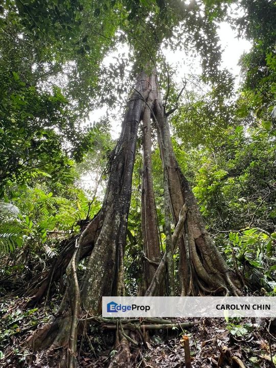 Janda Baik - Tanarimba, Land Bentong Pahang , Pahang, Bentong
