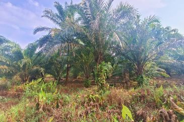 Agriculture Land at Pontian Oil Palm Land For Sale