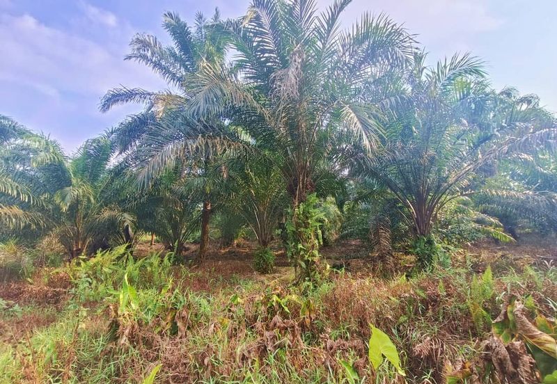 Agriculture Land at Pontian Oil Palm Land For Sale