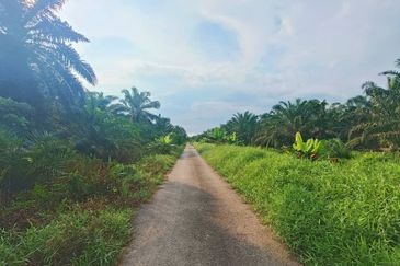 Agriculture Land at Pontian Oil Palm Land For Sale