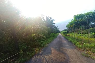 Agriculture Land at Pontian Oil Palm Land For Sale