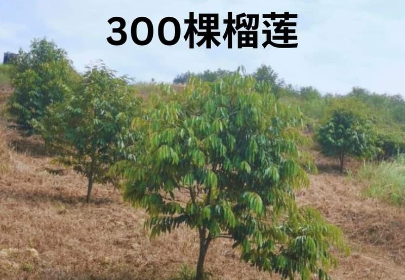 Land for Sale in  Felda Layang-layang@Kulai