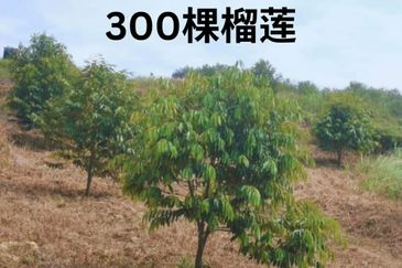 Land for Sale in  Felda Layang-layang@Kulai