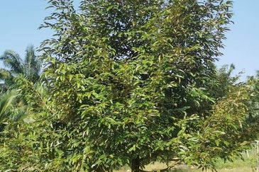 Land for Sale in  Felda Layang-layang@Kulai