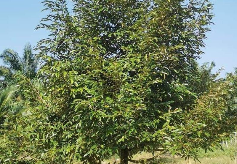 Land for Sale in  Felda Layang-layang@Kulai