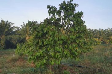 Land for Sale in  Felda Layang-layang@Kulai