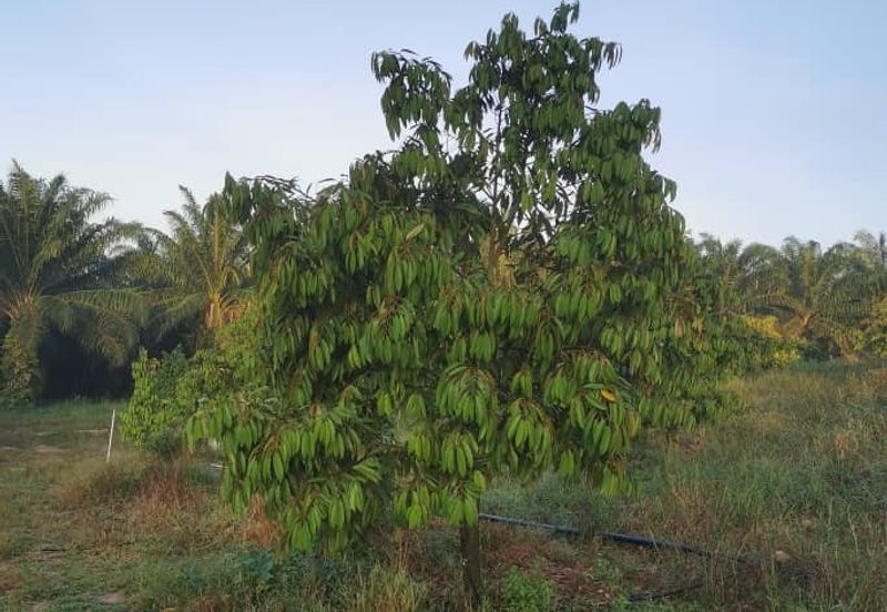 Land for Sale in  Felda Layang-layang@Kulai