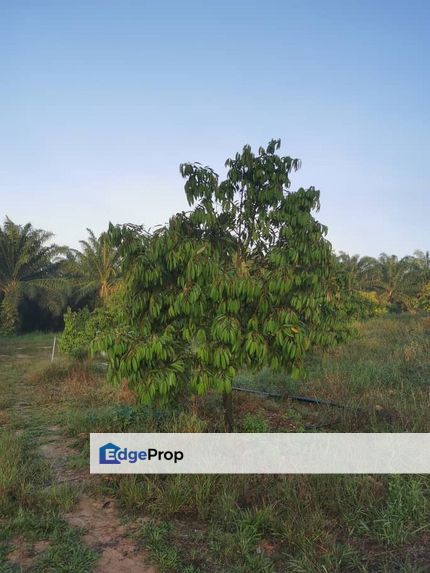 Land for Sale in  Felda Layang-layang@Kulai, Johor, Kulai