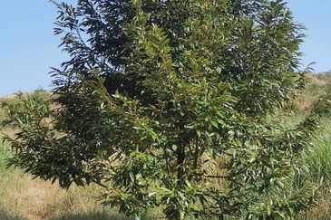 Land for Sale in  Felda Layang-layang@Kulai