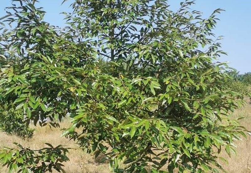 Land for Sale in  Felda Layang-layang@Kulai