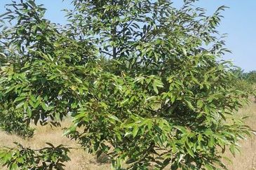 Land for Sale in  Felda Layang-layang@Kulai