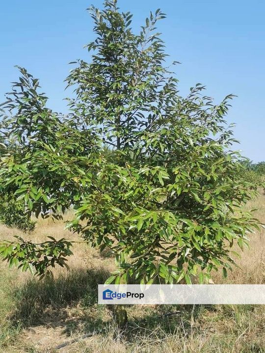 Land for Sale in  Felda Layang-layang@Kulai, Johor, Kulai