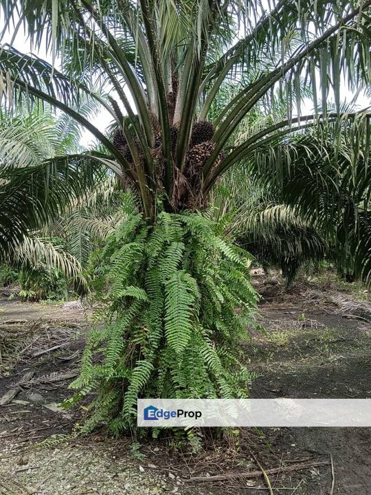 Agricultural Land Pekan Nanas Potian For Sale , Johor, Pontian