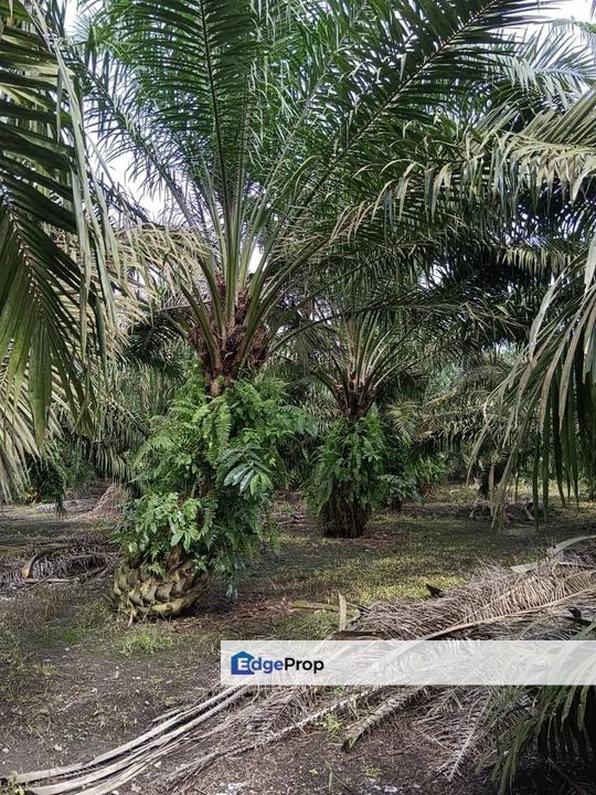 Agricultural Land Pekan Nanas Potian For Sale , Johor, Pontian