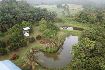 Fruit Orchard Land at Mersing Johor For Sale