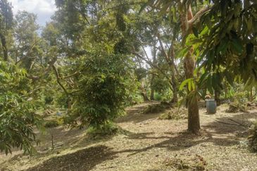 Agricultural Land at Raub For Sale