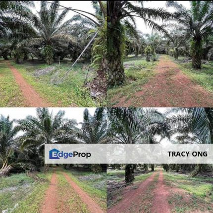 5 Acres Agriculture Land Simpang Renggam For Sale, Johor, Kluang