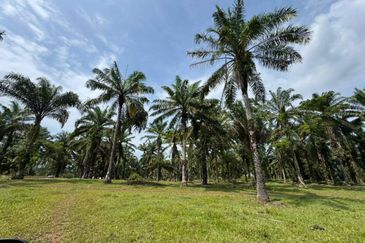 9 Acres Land Simpang Renggam For Sale
