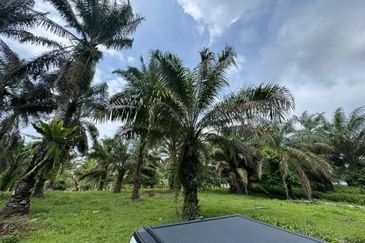 9 Acres Land Simpang Renggam For Sale