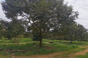 Durian Farm Land Ayer Manis Kulai For Sale