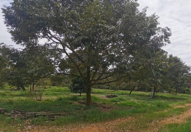 Durian Farm Land Ayer Manis Kulai For Sale