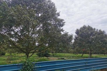 Durian Farm Land Ayer Manis Kulai For Sale