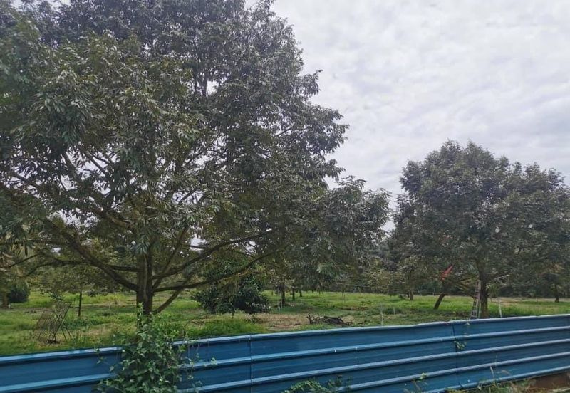 Durian Farm Land Ayer Manis Kulai For Sale