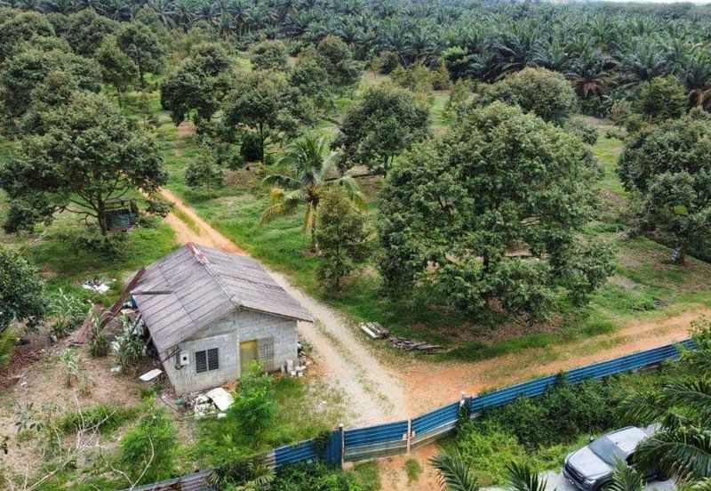 Durian Farm Land Ayer Manis Kulai For Sale