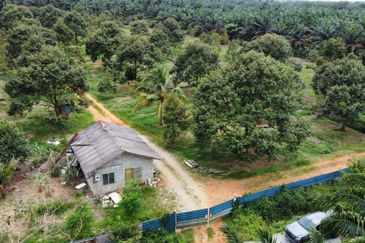 Durian Farm Land Ayer Manis Kulai For Sale
