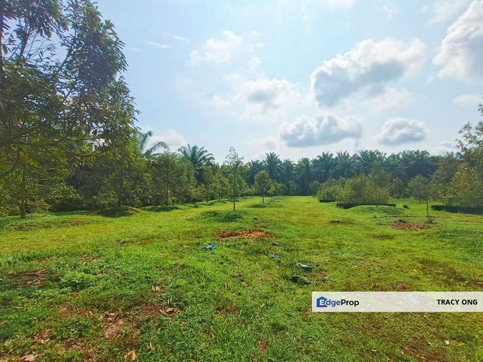 Durian Farm Land Simpang Renggam For Sale, Johor, Kluang
