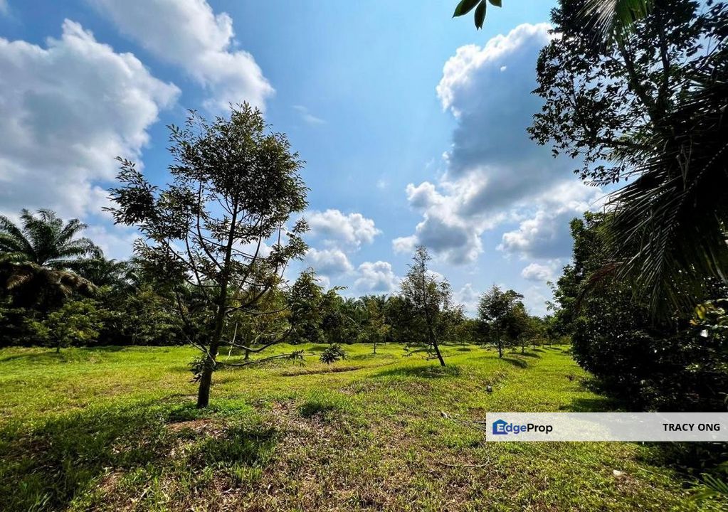 Durian Farm Land Simpang Renggam For Sale, Johor, Kluang