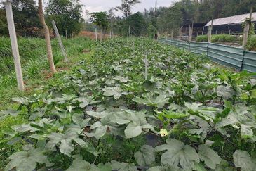 Kerling Industrial Land